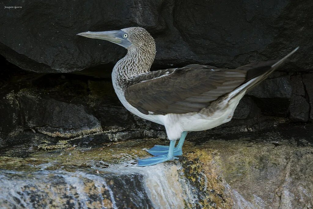 Птица олуша фото The blue-footed booby (Sula nebouxii) joaquin garcia Flickr