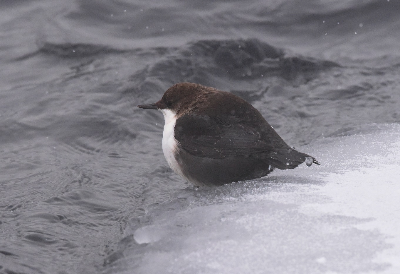 Птица оляпка фото и описание Eurasian Dipper (Cinclus cinclus). Birds of Siberia.