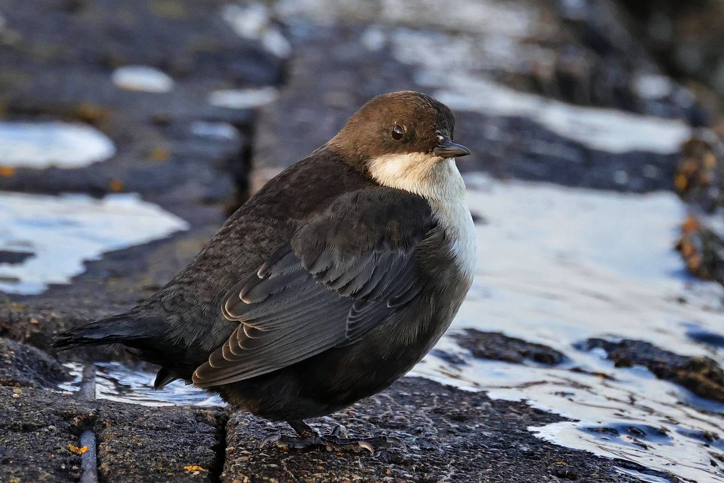 Птица оляпка фото и описание Eurasian Dipper (Cinclus cinclus). Birds of Siberia.