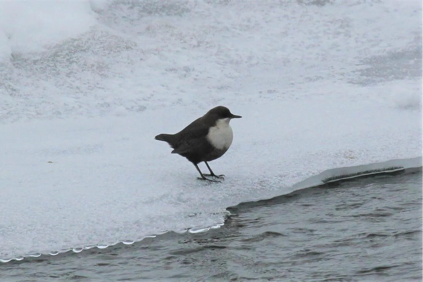 Птица оляпка фото и описание Eurasian Dipper (Cinclus cinclus). Birds of Siberia.