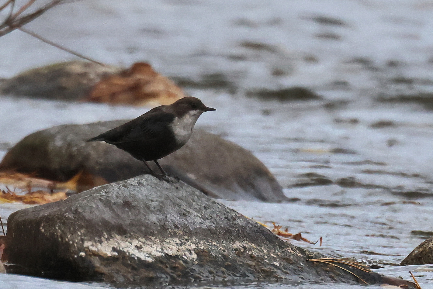 Птица оляпка фото и описание Eurasian Dipper (Cinclus cinclus). Birds of Siberia.