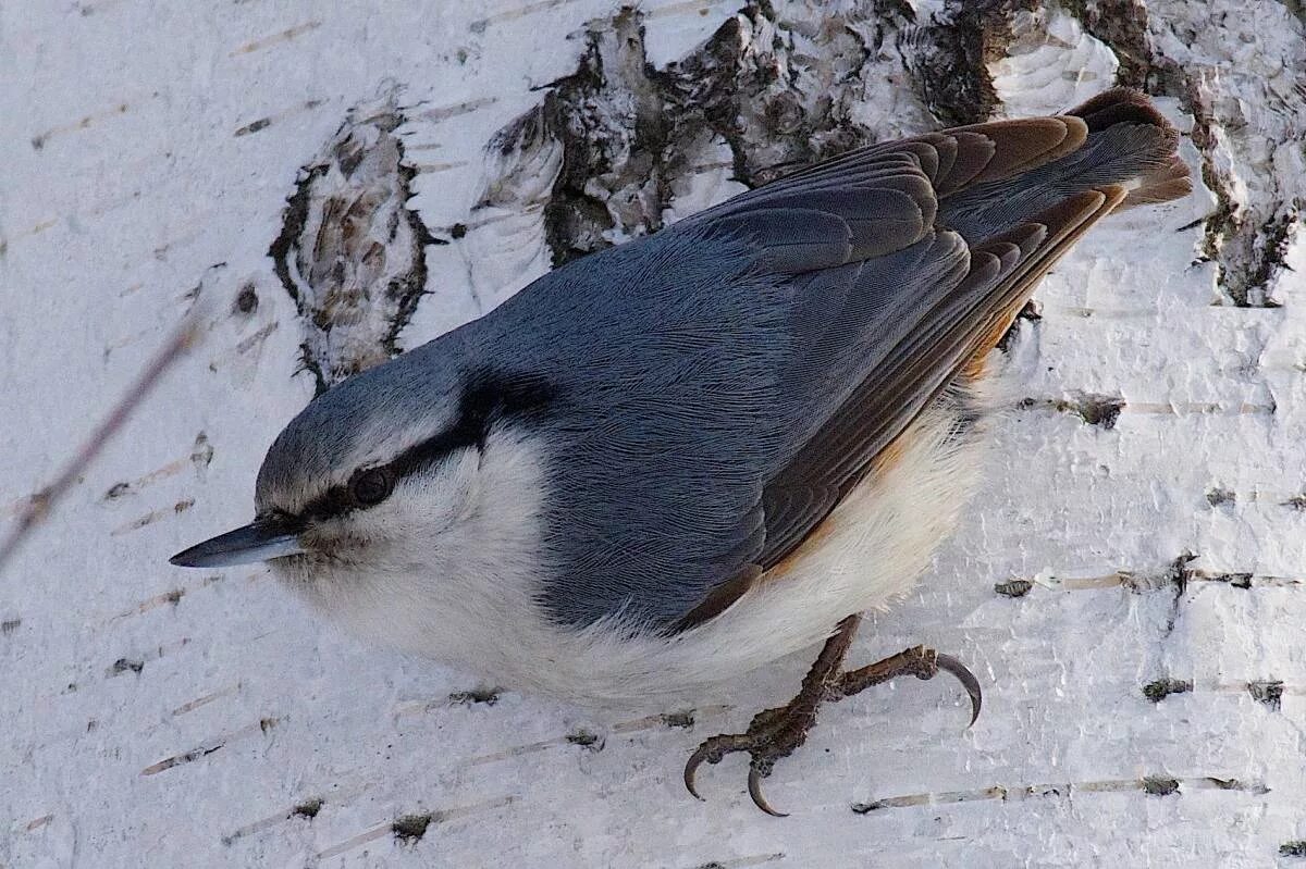 Птица омска фото Eurasian Nuthatch (Sitta europaea). Birds of Siberia.