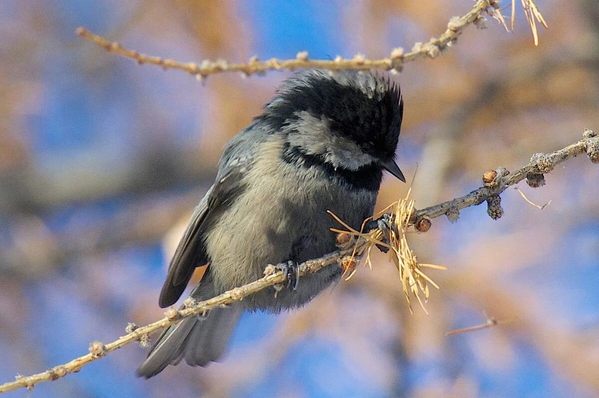 Птица омска фото Московка (Parus ater). Птицы Сибири.