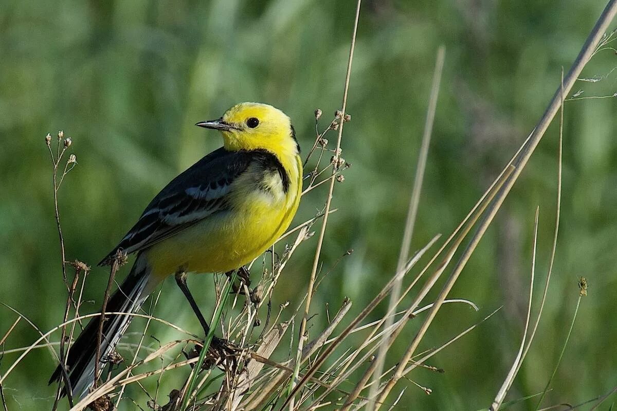 Птица омска фото Citrine Wagtail (Motacilla citreola). Birds of Siberia.