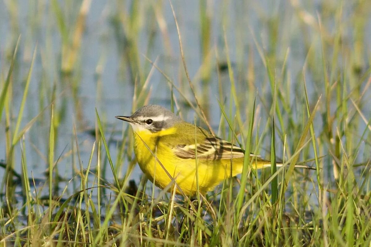 Птица омска фото Yellow Wagtail (Motacilla flava). Birds of Siberia.