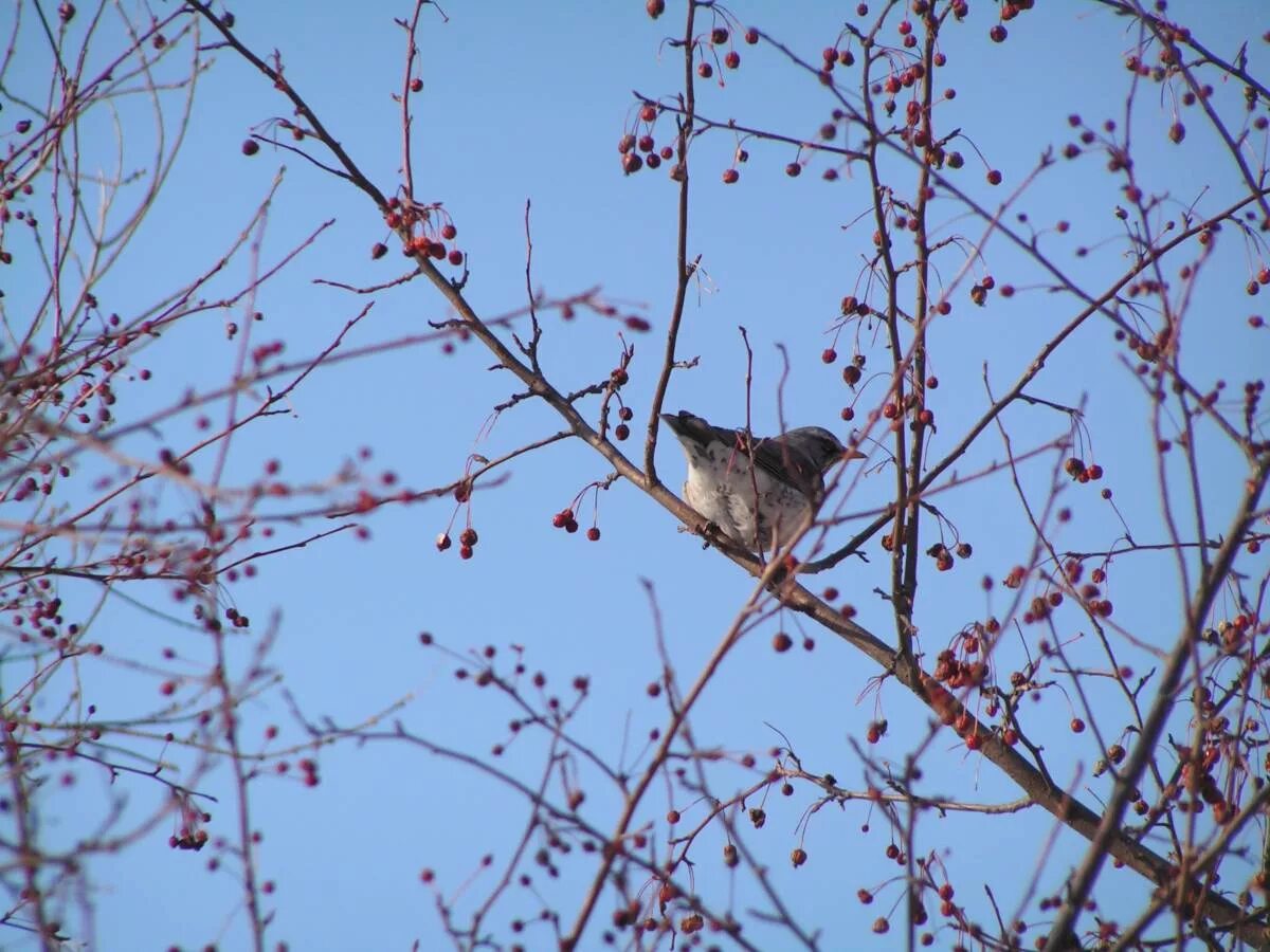 Птица омска фото Fieldfare (Turdus pilaris). Birds of Siberia.