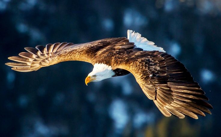 Wallpaper : birds, animals, nature, wildlife, bird of prey, bald eagle, beak, bu