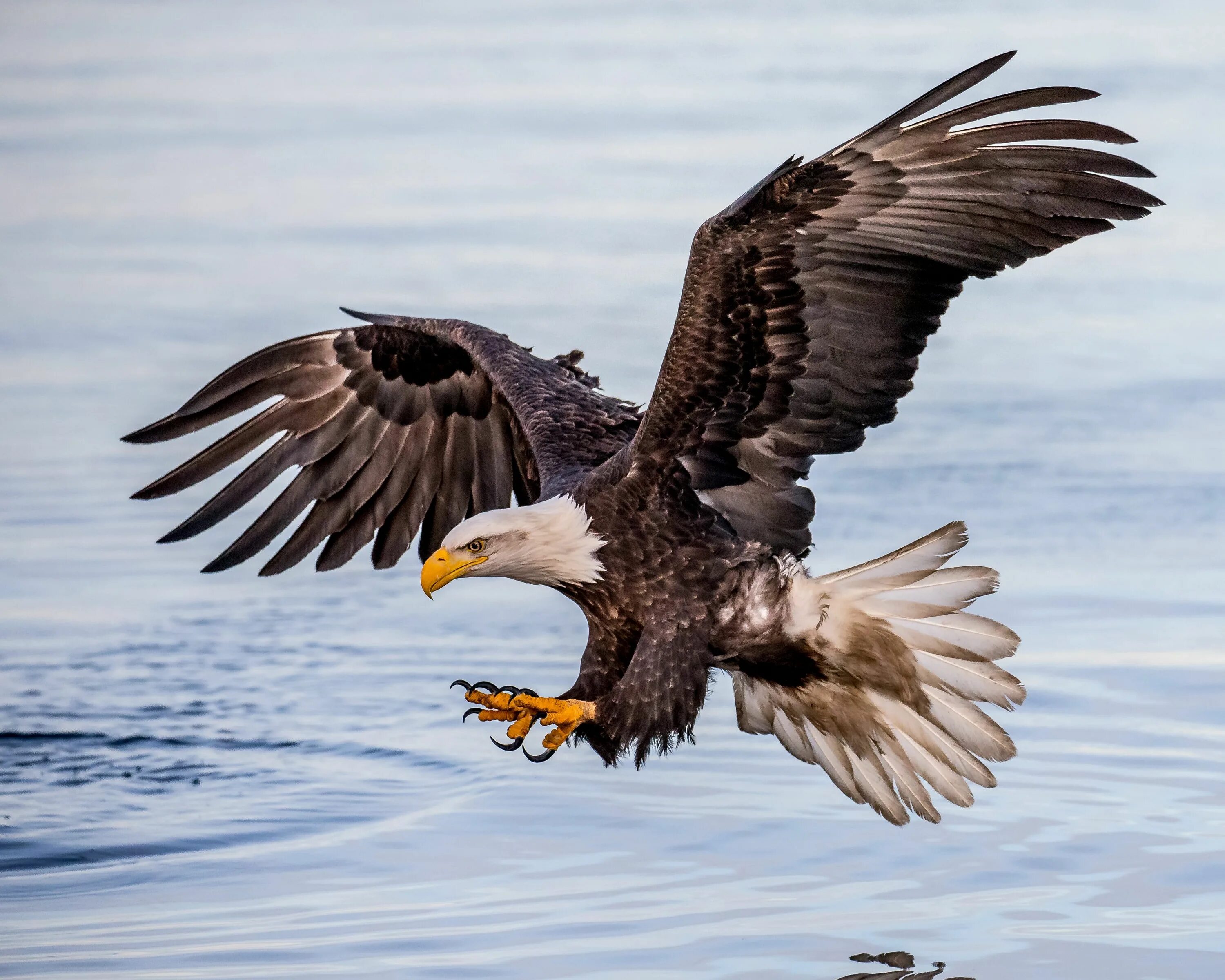 Птица орел фото и картинки Majestic Flying Eagle in Stunning HD Wallpaper