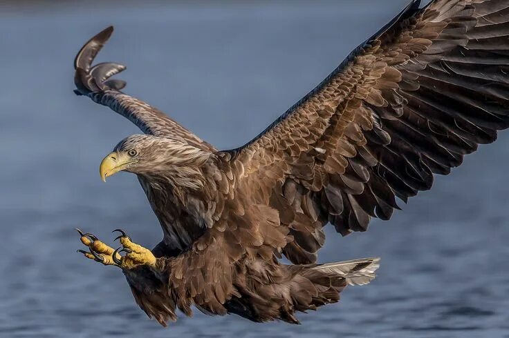 Птица орел фото и картинки White-tailed sea eagle - closeup White tailed eagle, Eagle bird, Eagle