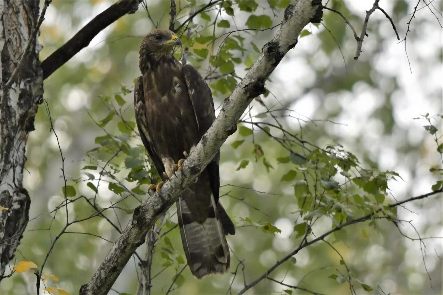 Птица осоед фото Crested Honey-buzzard (Pernis ptilorhynchus). Birds of Siberia.