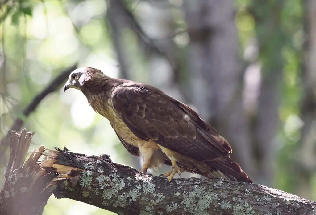 Птица осоед фото Хохлатый осоед (Pernis ptilorhynchus). Птицы Сибири.