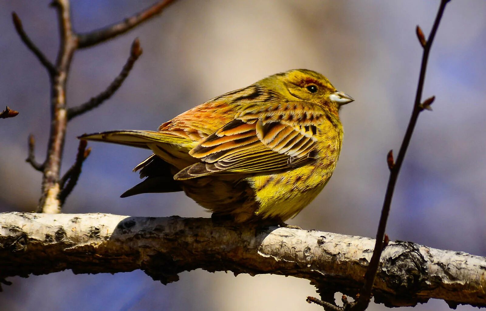 Птица овсянка фото и описание Гибридная овсянка (Emberiza (citrinella x leucocephala)). Птицы Сибири.