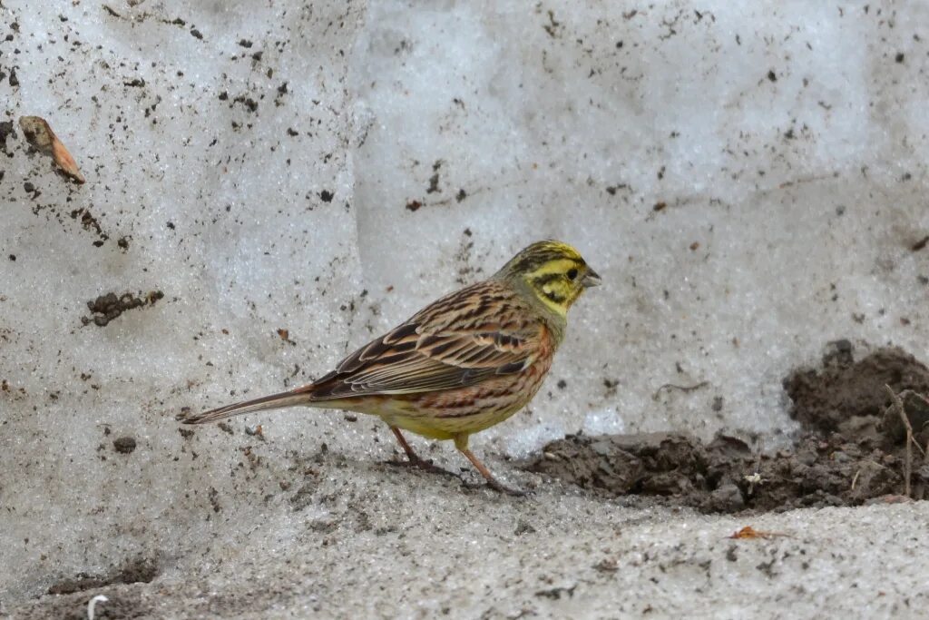 Птица овсянка фото и описание Обыкновенная овсянка (Emberiza citrinella). Птицы Сибири.