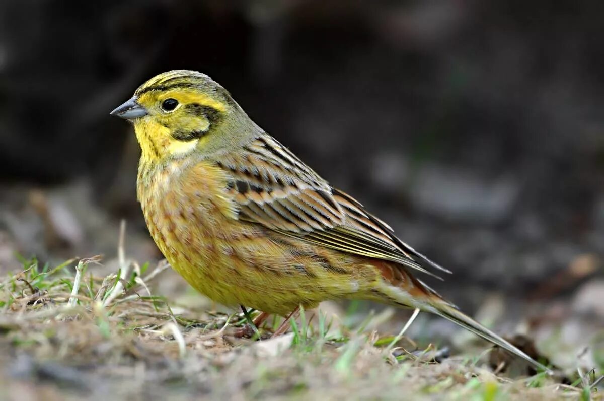 Птица овсянка фото и описание Yellowhammer (Emberiza citrinella). Birds of Siberia.