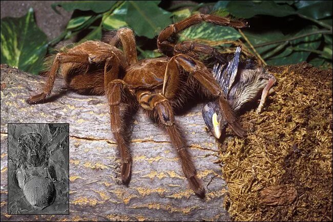 Птица паук фото spider. CRINGE. The bird eating Goliath spider measures 10 inches long! Riesensp