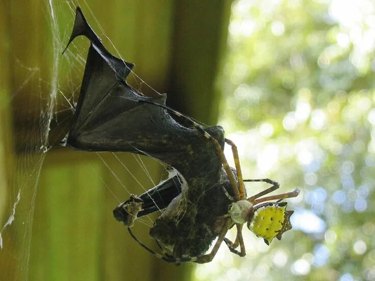 Птица паук фото Spider, Insects, Bat