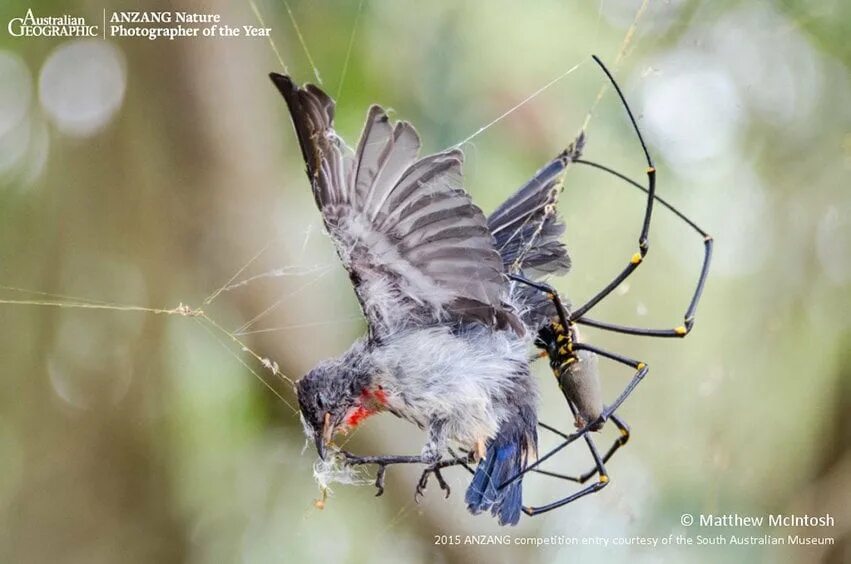 Птица паук фото ANZANG 2015 Animal behaviour shortlist - Australian Geographic