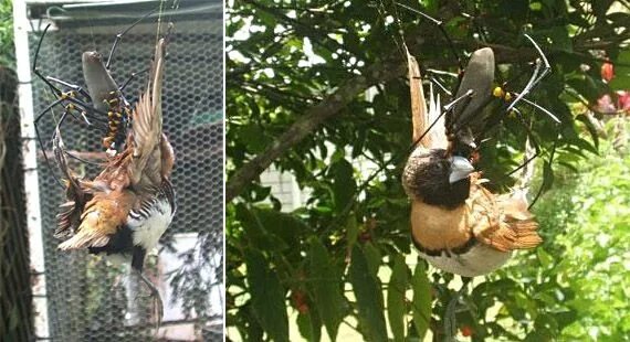 Птица паук фото Golden Orb Weaver Spider That Eats Birds. Another giant spider was spotted in Au