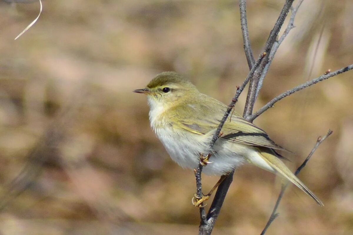 Птица пеночка фото и описание Пеночка-весничка (Phylloscopus trochilus). Птицы Сибири.