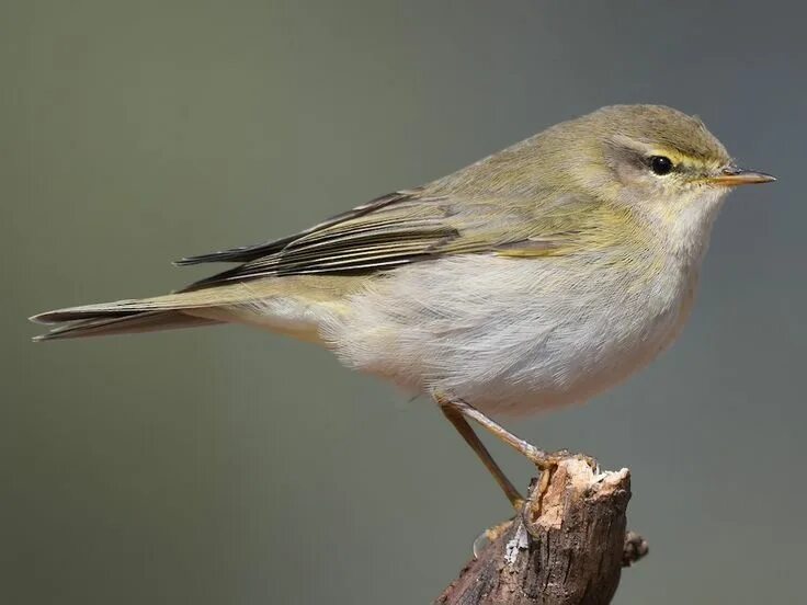 Птица пеночка фото и описание Looks very much like a chiffchaff, and best identified by voice: song is pleasan