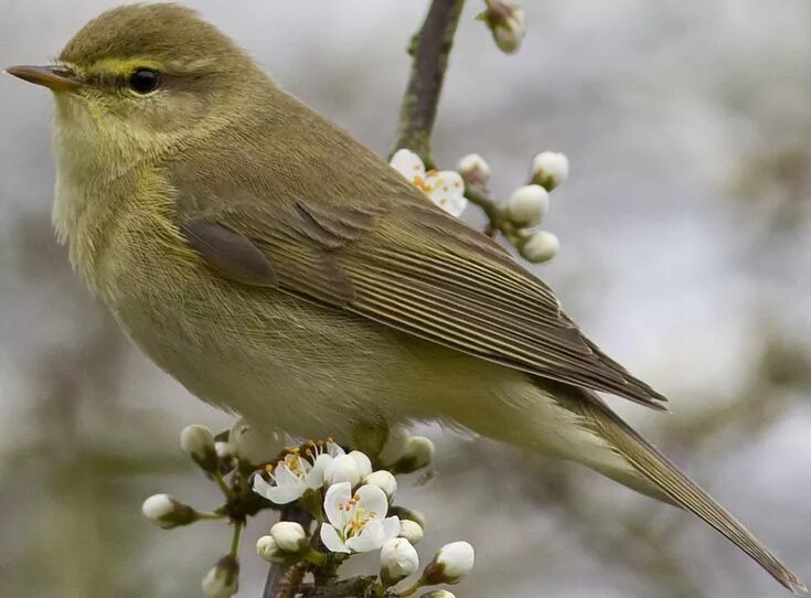 Птица пеночка фото и описание Willow Warbler (Phylloscopus Trochilus) Природа, Птички, Тотемы