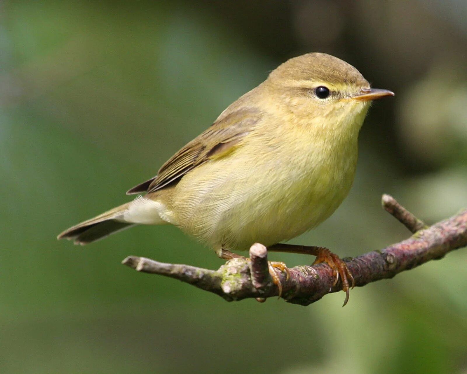 Птица пеночка фото и описание Willow warbler / Phylloscopus trochilus / Пеночка-весничка / Mosquitero musical 