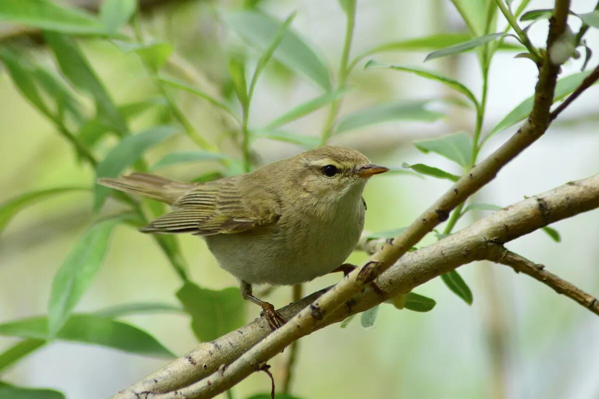 Птица пеночка фото и описание Пеночка-весничка (Phylloscopus trochilus). Птицы Сибири.