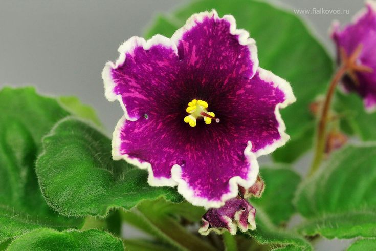 Птица певчая фиалка фото Pin by Лия Султанова on Комнатные растения in 2024 Violet plant, African violets