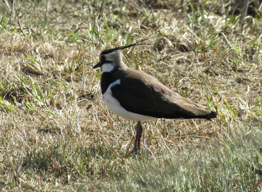 Фотография Птицы Northern lapwing Поза Трава Животные 2048x2732