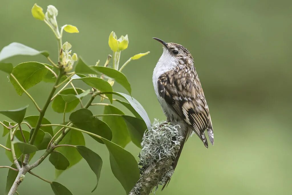 Птица пищуха фото и описание Treecreeper (Certhia familiaris) Phil Winter Flickr