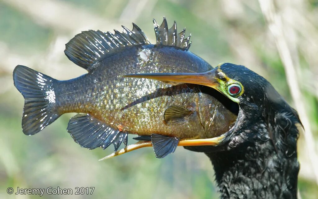 Птица питающаяся рыбой фото Anhinga (Anhinga anhinga) eating warmouth perch (Lepomis g. Flickr