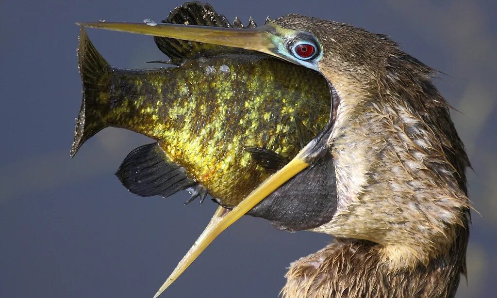 Птица питающаяся рыбой фото Give us your best fish face! Wildlife photographer captures hungry bird as it ba