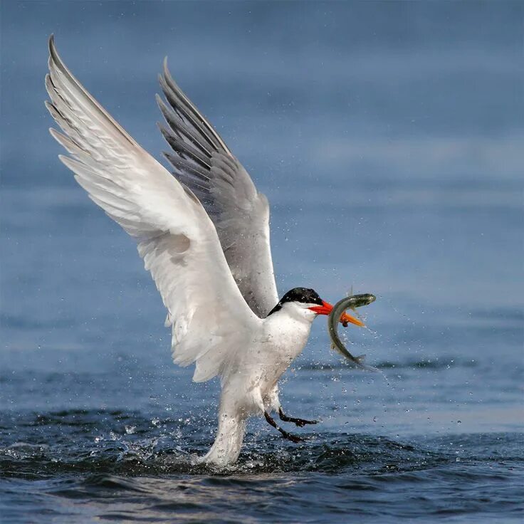 Птица питающаяся рыбой фото Remarkable High Speed Photos of Birds Catching Fish by Salah Baazizi - Colossal 