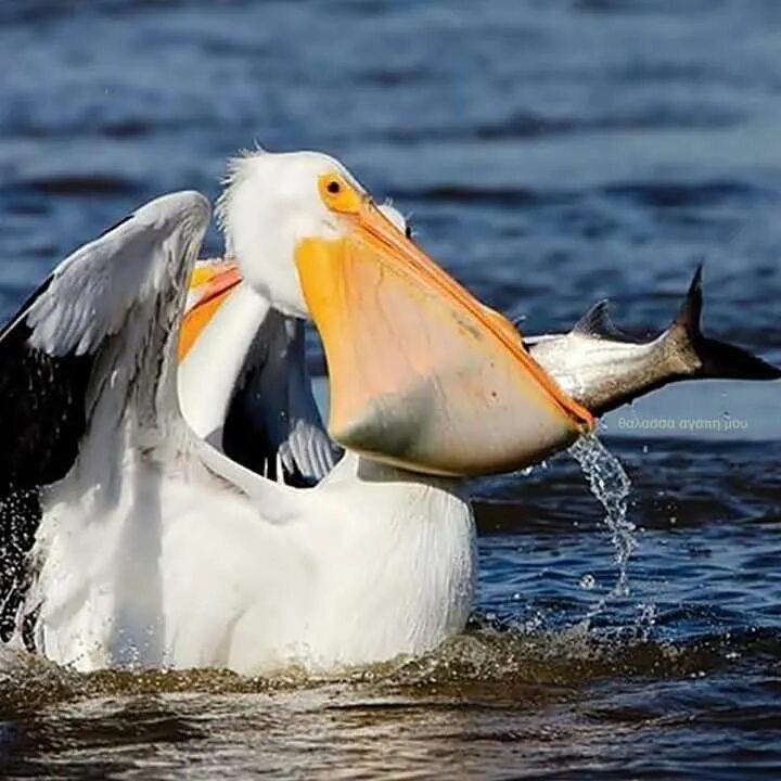 Птица питающаяся рыбой фото Pin on animals Pet birds, Bird photo, Missouri birds