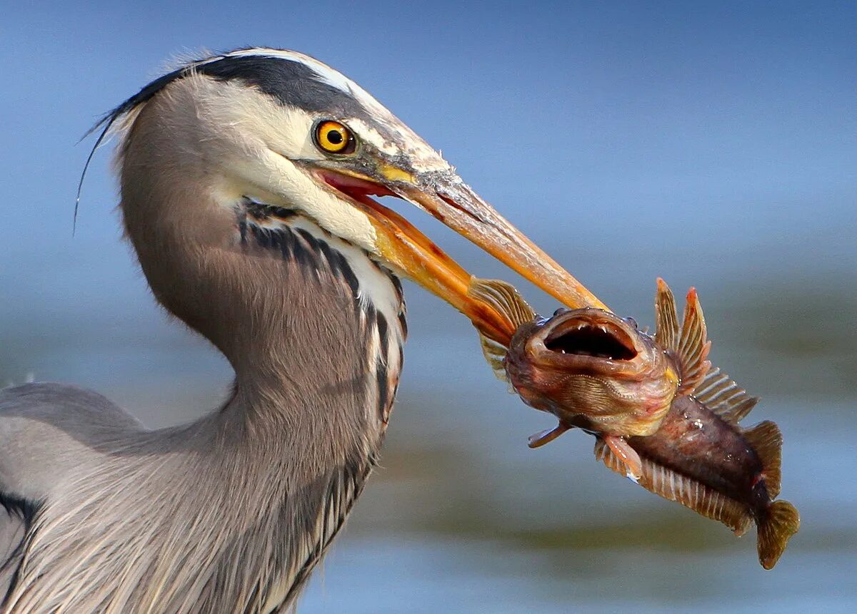 Птица питающаяся рыбой фото Файл:Bird eating fish.jpg - Википедия