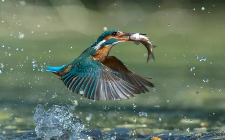 Птица питающаяся рыбой фото Pictures of the day: 22 June 2016 Kingfisher, Animals, Fishing times