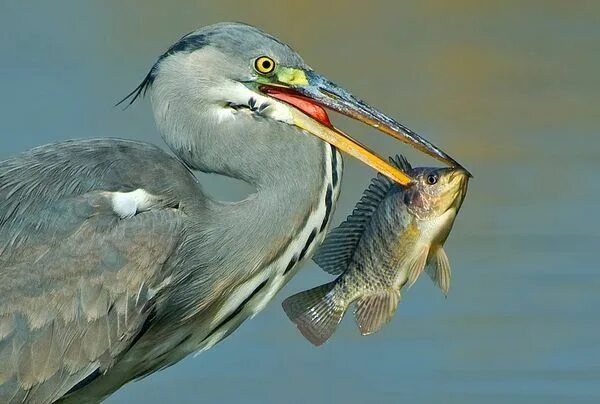 Птица питающаяся рыбой фото Bird Photography Bird photography, Beautiful birds, Bird