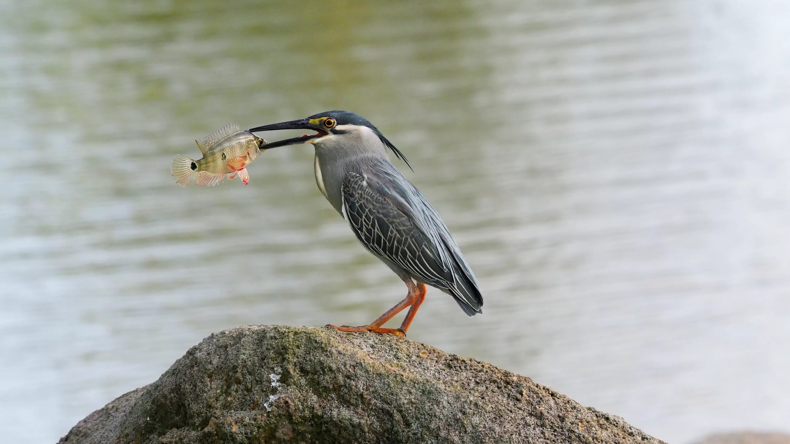 Птица питающаяся рыбой фото Free Images : bird, wing, asian, wildlife, chinese, beak, garden, fish, eat, fau