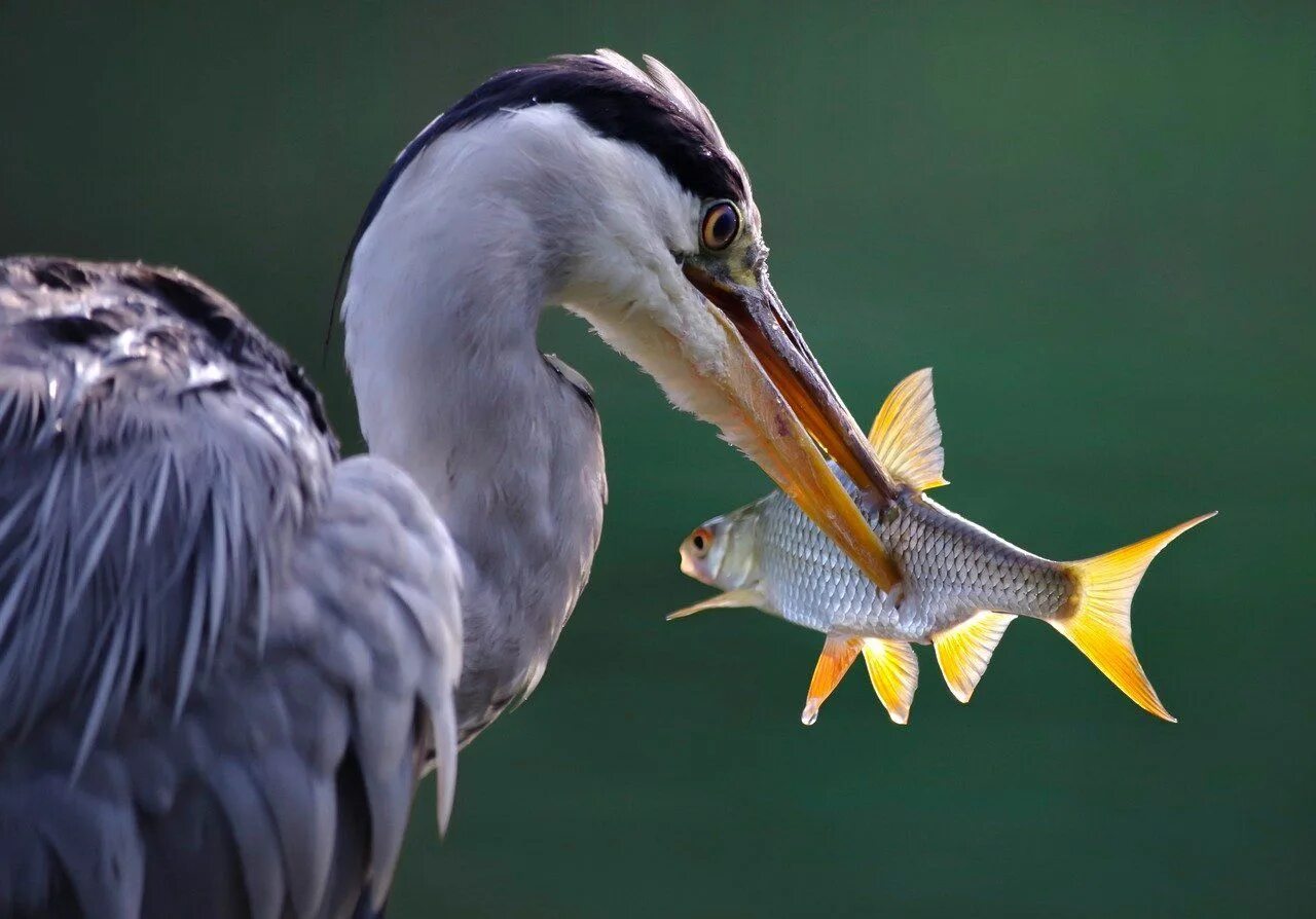 Птица питающаяся рыбой фото Free Image on Pixabay - Grey Heron, Bird, Fish, Hunting Grey heron, Heron, Anima