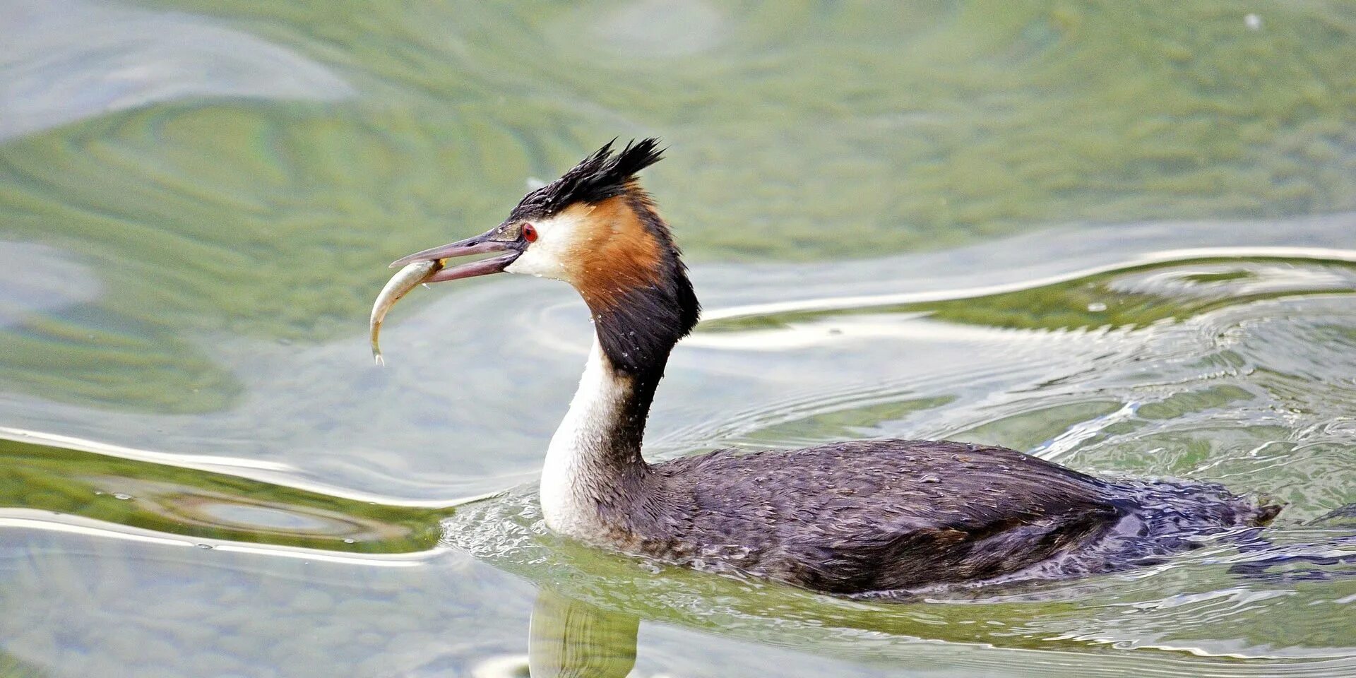 Птица питающаяся рыбой фото Bird Watching Paradise in Argentina Yampu Tours