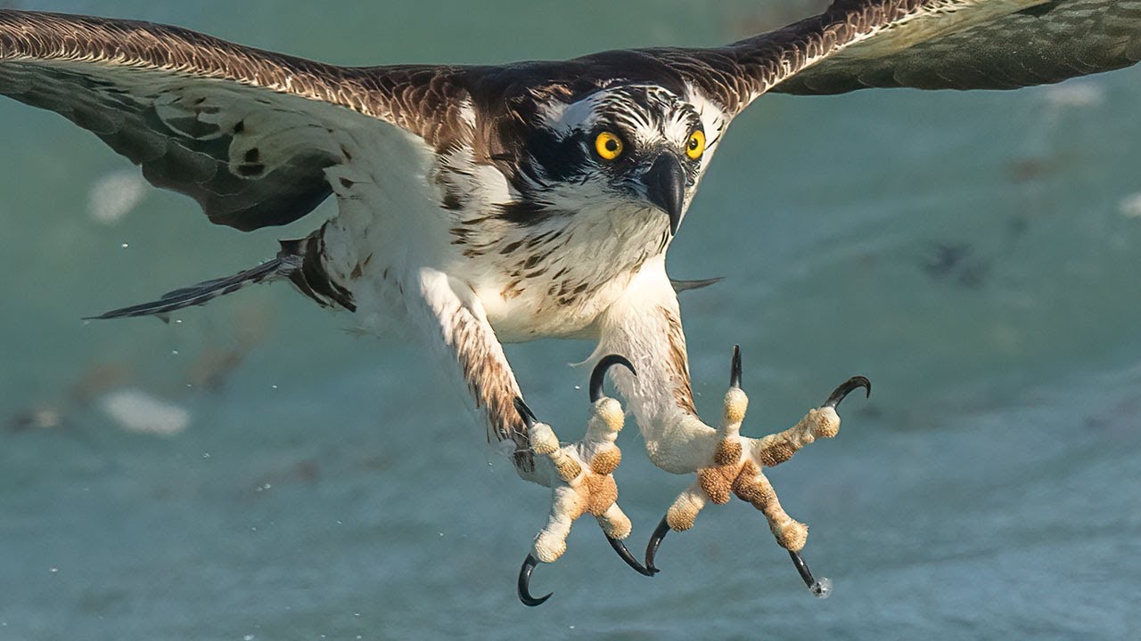 Птица питающаяся рыбой фото Incredible Osprey Photography - 8x Slow Motion Video - Insane Osprey Dives - 600