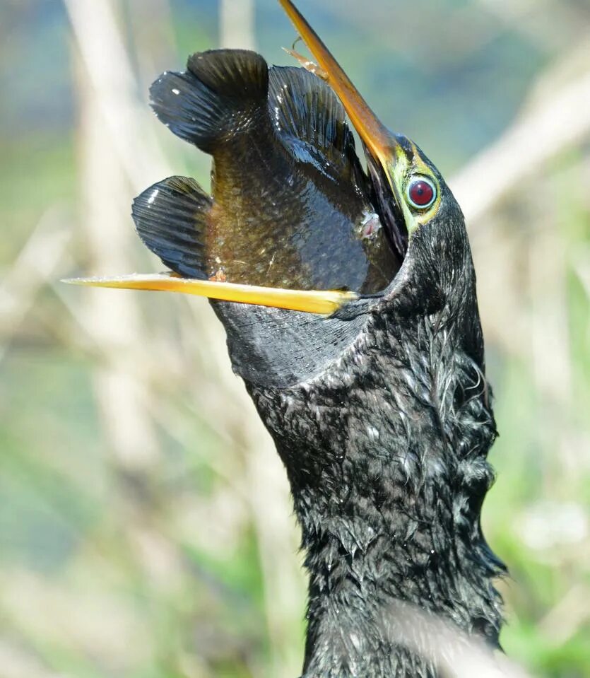 Птица питающаяся рыбой фото A greedy bird managed to gobble up whole a fish three times the size of its head