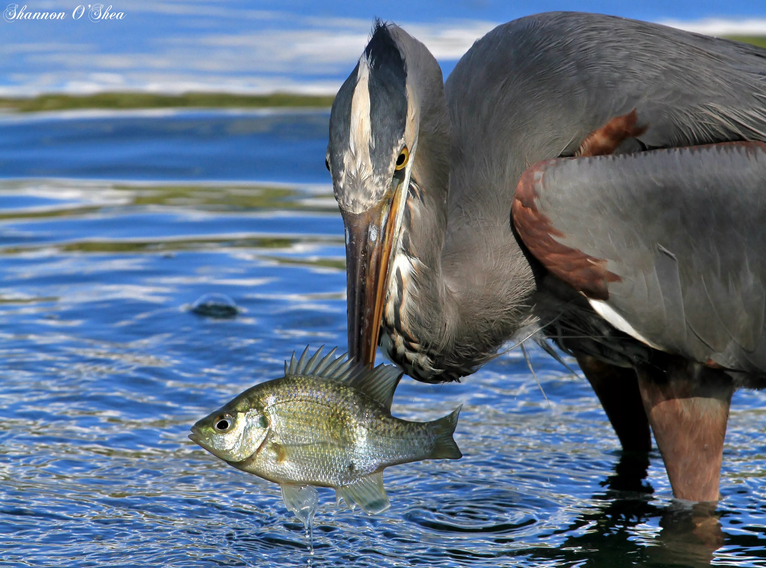 Птица питающаяся рыбой фото Wallpaper : fish, bird, heron, nature, Orlando, fishing, Florida, wildlife, lake