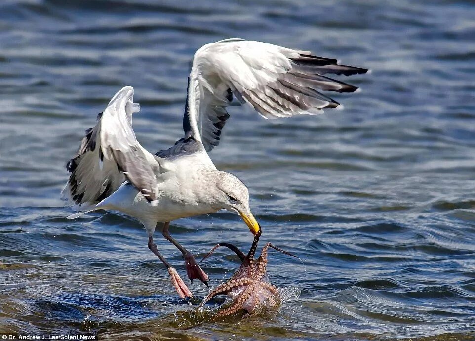 Птица питающаяся рыбой фото Dramatic moment an octopus tried to fight off an attack by a seagull Осьминог, Ч