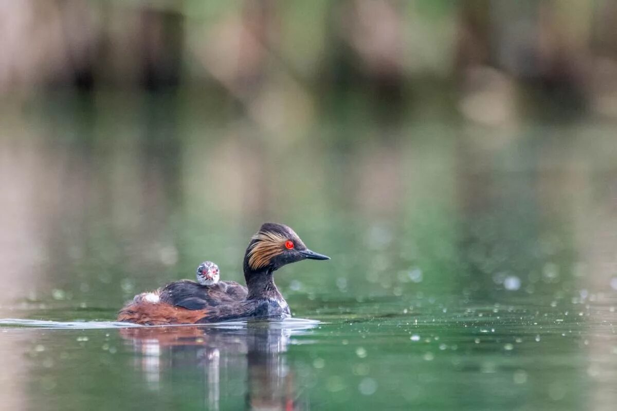 Птица поганка фото Черношейная поганка (Podiceps nigricollis). Птицы Сибири.