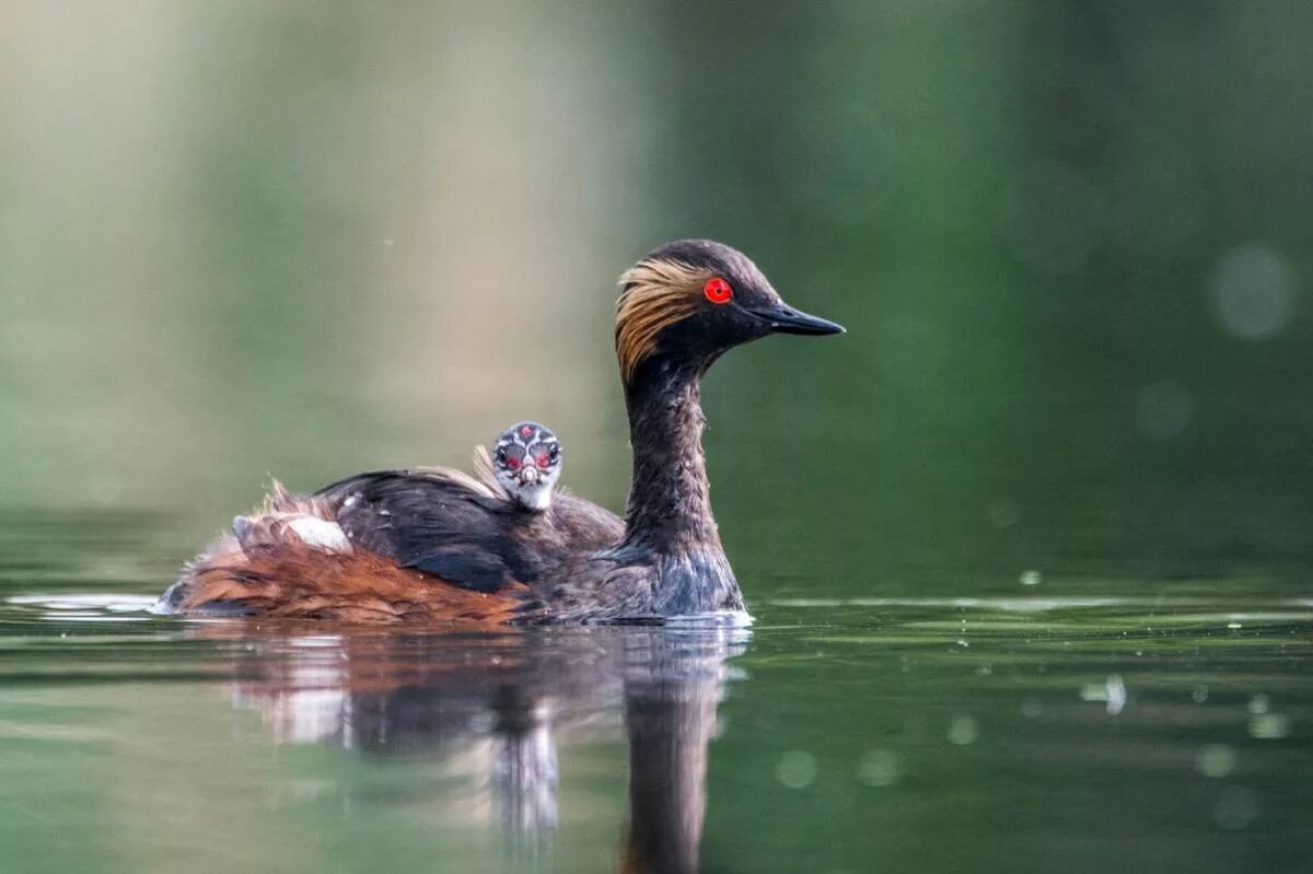 Птица поганка фото Черношейная поганка (Podiceps nigricollis). Птицы Сибири.