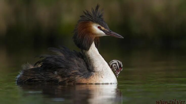 Птица поганка фото Fuut - Great Crested Grebe - Podiceps Cristatus Wild birds, Birds, Bird