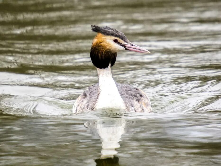 Птица поганка фото Great Crested Grebe Water Bird swimming free image download