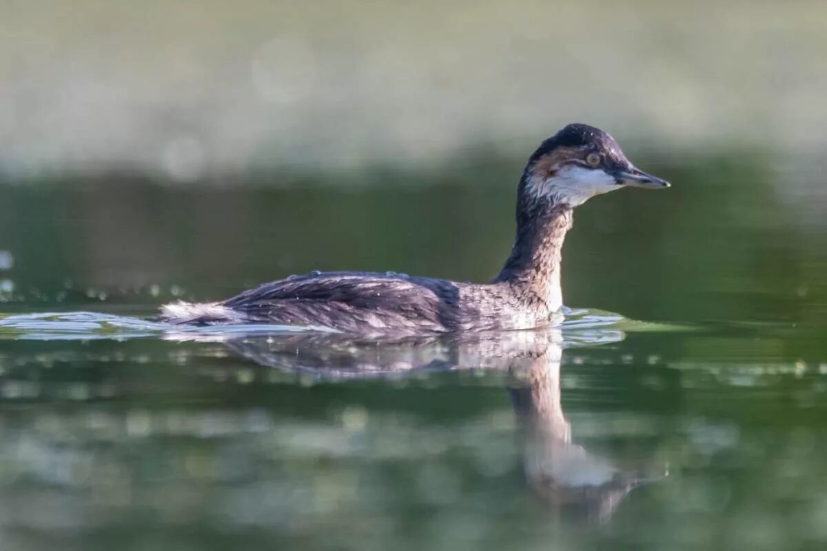 Птица поганка фото Черношейная поганка (Podiceps nigricollis). Птицы Сибири.