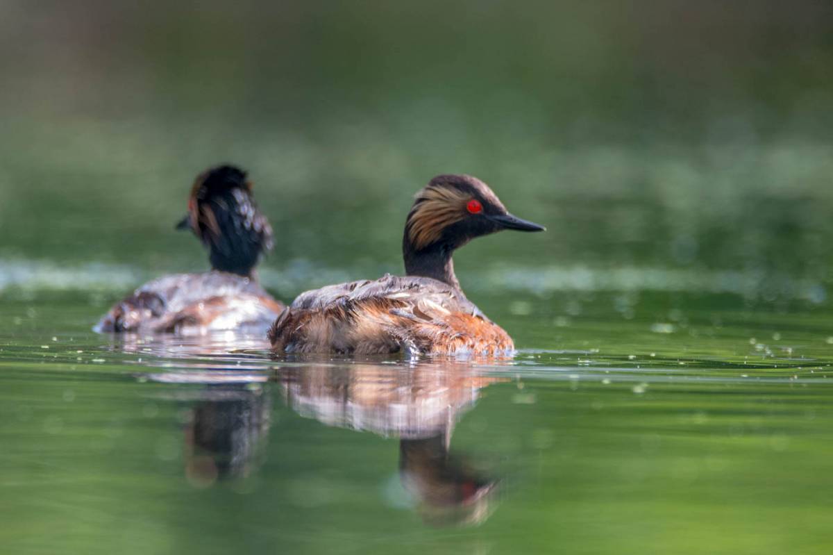 Птица поганка фото Черношейная поганка (Podiceps nigricollis). Птицы Сибири.